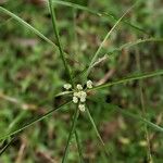 Cyperus luzulae Levél