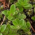 Veronica fruticans Foglia