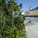 Agapanthus coddii Diğer