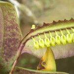 Bulbophyllum renkinianum Kwiat