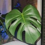 Monstera minima Folha