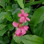 Oxalis latifoliaBlüte