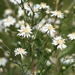 Symphyotrichum tradescantii 花