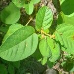 Croton ciliatoglandulifer Blad