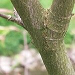 Acer carpinifolium Ekosanga