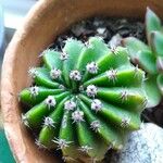 Echinopsis eyriesii Листок