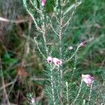 Erica australis Leaf