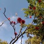 Erythrina variegata Květ