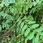 Amorpha fruticosa Folio