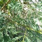 Leucaena leucocephala Frunză