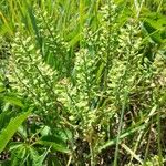 Lepidium campestre Fuelha