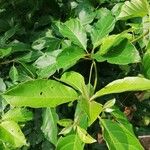 Terminalia superba Hoja