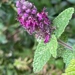 Teucrium hircanicum Flower