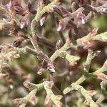 Limonium cordatum Leaf