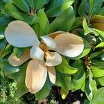 Magnolia virginiana 葉