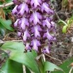Himantoglossum robertianum Fula