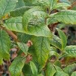 Buddleja globosa Blad