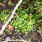 Ranunculus omiophyllus Leaf