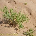 Cycloloma atriplicifolium Habit