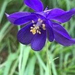 Aquilegia einseleana फूल