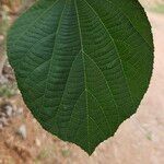 Grewia asiatica Leaf