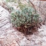 Euphorbia resinifera Bark