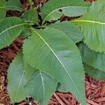 Parthenium integrifolium पत्ता