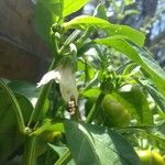 Capsicum annuum Blüte