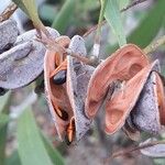 Acacia spirorbis Gyümölcs