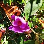 Tibouchina urvilleanaFiore