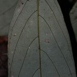 Polyceratocarpus microtrichus