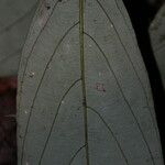 Polyceratocarpus microtrichus List