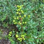 Ligustrum vulgareFrutto