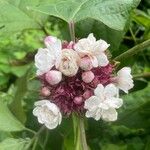 Clerodendrum chinenseFlower