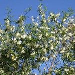 Arthroclianthus angustifolius Habitus