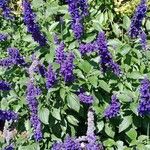 Salvia farinacea Habit