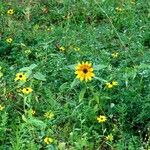 Helianthus debilis Habitat