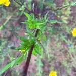 Bidens aristosa Leaf