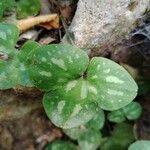 Hepatica nobilisFolha