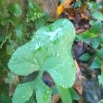 Lactuca muralis Leaf