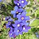 Anchusa officinalis Квітка