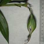 Epidendrum nocturnum Прочее