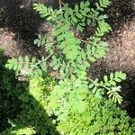 Indigofera heterantha Leaf