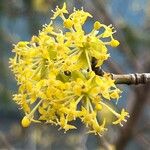 Cornus masFlower