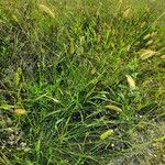 Setaria pumila Fruit