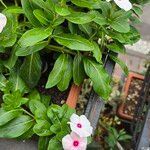 Catharanthus coriaceus 花