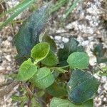 Cistus populifolius Deilen