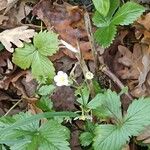 Fragaria vesca花