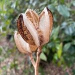 Cardiocrinum cordatum Fruto