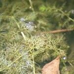 Utricularia australis Leaf